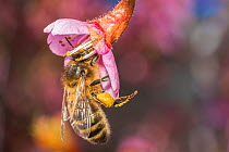 European honey bee (Apis mellifera), feeding on Cherry blossom (Prunus sp.), Monmouthshire, Wales, UK. June
