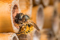 Red mason bee (Osmia bicornis) female bee sealing off brood cells with mud Monmouthshire, Wales, UK. May.