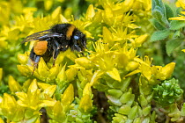 Buff tailed bumblebee (Bombus terrestris), feeding form Biting stonecrop (Sedum acre) Monmouthshire, Wales, UK. May