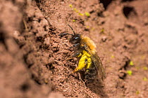 Yellow legged mining bee (Andrena flavipes) female with full pollen baskets, on bank of the River Monnow, Monmouthshire, Wales, UK. April