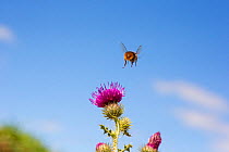 Red tailed bumblebee (Bombus lapidarius) male flying to Spear thistle (Cirsium vulgare), Monmouthshire, Wales UK, August. May
