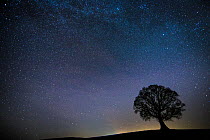 Milky Way in night sky with silhouette of tree, Brecon Beacons National Park,an International Dark Sky Preserve, Wales, UK. December 2016.