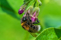 Tree bumblebee (Bombus hypnorum), nectar robbing from Comfrey (Symphytum officinale), Monmouthshire, Wales, UK. May.