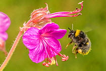 Early bumblebee (Bombus partorum),feeding on Hardy geranium (Geranium sp.), flower, Monmouthshire, Wales, UK. May.