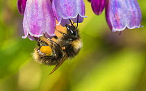 Buff tailed bumblebee (Bombus terrestris) feeding on Comfrey (Symphytum officinale), Monmouthshire, Wales, UK. June.