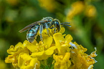 Smeathman&#39;s furrow bee (Lasioglossum smeathmanellum) tiny bee feeding on pollen on flowers, Monmouthshire, Wales, UK. March