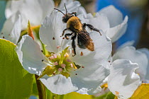 Mining bee (Andrena sp.) on Apple tree (Malus domestica) Ripon, Wisconsin, USA, May.