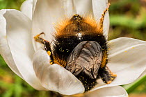 Early bumblebee (Bombus partorum) queen feeding from crocus flower Monmouthshire, Wales, UK. March.