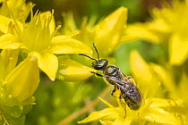 Smeathman&#39;s furrow bee (Lasioglossum smeathmanellum), feeding from Biting stonecrop (Sedum acre) Monmouthshire, Wales, UK. June.