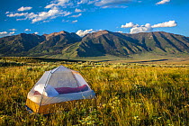 Tent pitched near Hilgard Peak, Beaverhead National Forest, Montana, USA, July 2011.