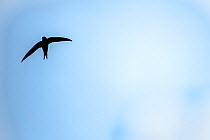 Swift (Apus apus) in flight with blue cloudy sky, Monmouthshire, Wales, UK. July