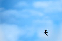 Swift (Apus apus) in flight with blue cloudy sky, Monmouthshire, Wales, UK. April