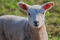 Lamb, Monmouthshire, Wales, UK, March.