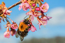 Tree bumblebee (Bombus hypnorum) feeding on Cherry blossom (Prunus sp.), Monmouthshire, Wales, UK. June