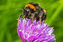 Buff tailed bumblebee (Bombus terrestris) queen feeding on Chive (Allium schoenoprasum), Monmouthshire, Wales, UK. April