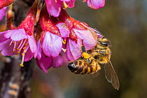 European honey bee (Apis mellifera),feeding on Cherry blossom (Prunus sp.), Monmouthshire, Wales, UK. March