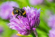 Early bumblebee (Bombus partorum) feeding on Chive flower (Allium schoenoprasum), Monmouthshire, Wales, UK. June