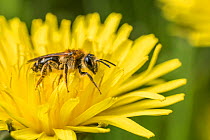 Chocolate mining bee (Andrena scotica) feeding on Dandelion (Taraxacum offinicale) Monmouthshire, Wales, UK. May