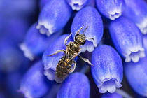Smeathman's furrow bee (Lasioglossum smeathmanellum) visiting Grape hyacinth (Muscari sp.). At 4.5 mm average size, this is one of the smallest bees in the UK, small enough to crawl inside a Grape Hya...