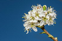 Blackthorn (Prunus spinosa), flowers, Monmouthshire, Wales, UK, April