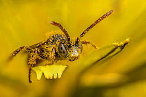 Little nomad bee (Nomada flavoguttata) Dandelion (Taraxacum offinicale) Monmouthshire, Wales, UK. April