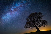 Milky Way in night sky with silhouette of tree,  Brecon Beacons National Park,an  International Dark Sky Preserve, Wales, UK. December 2016.
