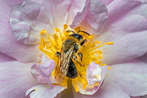 Grey patched mining bee (Andrena nitida),male feeding rambling rose flower (Rosa sp) Monmouthshire, Wales, UK. April