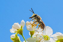 Mining bee (Andrena sp.), harvesting pollen from anthers of Cherry tree (Prunus sp.) Ripon Wisconsin USA, May.
