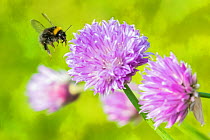 Early bumblebee (Bombus pratorum) worker flying to Allium flower, Monmouthshire, Wales, UK. May.