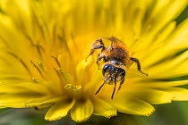 Chocolate mining bee (Andrena scotica), feeding on Dandelion (Taraxacum offinicale) Monmouthshire, Wales, UK. May