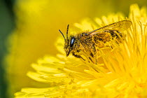 Chocolate mining bee (Andrena scotica), feeding on Dandelion (Taraxacum officinale) flower, Monmouthshire, Wales, UK, May.
