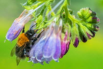 Tree bumblebee (Bombus hypnorum) feeding on Comfrey (Symphytum officinale), robbing nectar by piercing the flower base to drink nectar without pollinating, Monmouthshire, Wales, UK, May.