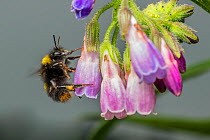 Early bumblebee (Bombus pratorum) worker feeding on Comfrey (Symphytum officinale), robbing nectar by piercing the flower base to drink nectar without pollinating, Monmouthshire, Wales, UK, May.