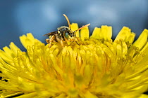 Painted nomad bee (Nomada fucata) feeding on Dandelion (Taraxacum officinale) male animal with characteristic green eyes, Monmouthshire, Wales, UK. April.