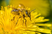 Honeybee (Apis mellifera) feeding from Dandelion (Taraxacum officinale), Monmouthshire, Wales, UK, May.