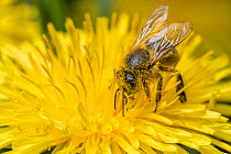 Honey bee (Apis mellifera) feeding on Dandelion (Taraxacum officinale), Monmouthshire, Wales, UK, May.