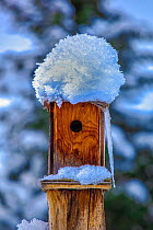 Bird box covered in snow, Montana, USA, December.