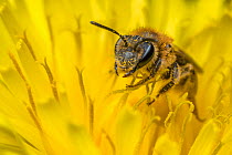 Chocolate mining bee (Andrena scotica) feeding on Dandelion (Taraxacum offinicale) Monmouthshire, Wales, UK. May