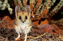 Fat-tailed dunnart (Sminthopsis crassicaudata) Goongarrie NP in Goldfields Region of Western Australia.