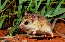Lesser hairy-footed dunnart (Sminthopsis youngsoni) with a caught legless lizard. Karlamilyi (Rudall River) National Park, Little Sandy Desert, Western Australia.