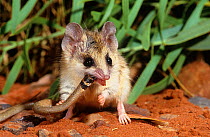 Lesser hairy-footed dunnart (Sminthopsis youngsoni) consuming a legless lizard. Karlamilyi (Rudall River) National Park, Little Sandy Desert, Western Australia.