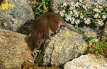 Dusky antechinus (Antechinus swainsonii) Australian Alps, Kosciuszko NP, New South Wales, Australia.
