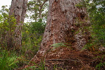 Red tingle tree (Eucalyptus jacksonii), Western Australian endemic plant, Walpole-Nornalup National Park, Western Australia.