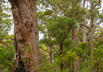 Red Tingle (Eucalyptus jacksonii), Western Australian endemic plant, Walpole-Nornalup National Park, Western Australia. April 2014