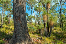Jarrah (Eucalyptus marginata), Western Australian endemic plant, Darling Range, Western Australia. April 2018