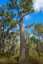 Jarrah (Eucalyptus marginata), Western Australian endemic plant, Darling Range, Western Australia. April.