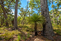 Jarrah (Eucalyptus marginata), Western Australian endemic plant, Darling Range, April 2018