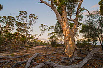 Salmon Gum (Eucalyptus salmonophloia), Western Australian endemic plant, Dunn Rock Nature Reserve, March 2015