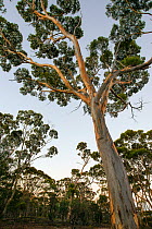 Salmon Gum (Eucalyptus salmonophloia), Western Australian endemic plant, Dunn Rock Nature Reserve, March 2015