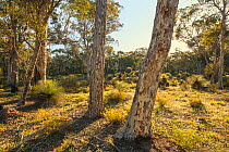 Wandoo (Eucalyptus wandoo), Western Australian endemic plant, Darling Range, December 2014